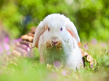 Afternoon walk, bunny, white, green, nature, grass, afternoon, walk, rabbit HD wallpaper