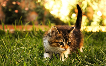 Animals, Cats HD wallpaper
