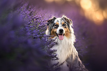 Animal, australian shepherd HD wallpaper
