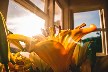 Close-up of sunlit yellow lilies indoors during sunset, with a warm and bright atmosphere. HD wallpaper