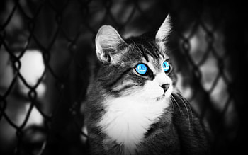 Animals, Cat, To Lie Down, Lie, Eyes, Bw, Chb, Blue Eyed, Blue-Eyed HD wallpaper