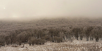 First field, bulgaria, trees, phograph, fog HD wallpaper