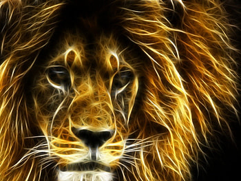Lion Fractal art, Lion, Fractal, Big, Defined, Male HD wallpaper