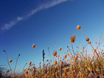 Nature, Grass, Sky, Dry, Cloud, Brightly, Track, Trace, Band, Stripe HD wallpaper