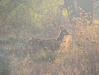 young lady in the morning, ohio, woods, deer, sunrise HD wallpaper