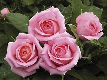 Pink roses, Roses, Flowers, Nature, Pink HD wallpaper