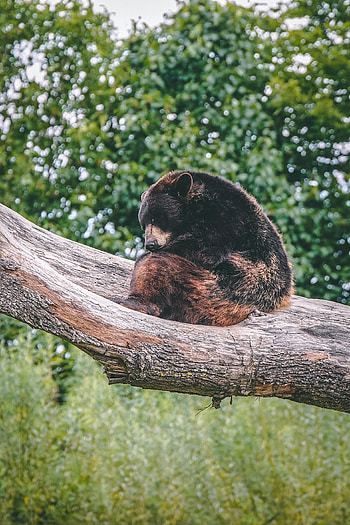 Animals, Bear, Predator, Sleep, Dream, Brown Bear HD phone wallpaper