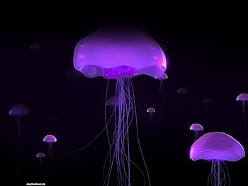 Animals, Sea, Jellyfish HD wallpaper