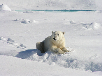 *** Winter bear ***, winter, animal, bear, animals, snow HD wallpaper