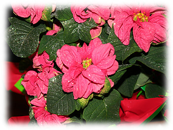 Christmas poinsettias, holiday, poinsettia, christmas, flower HD wallpaper