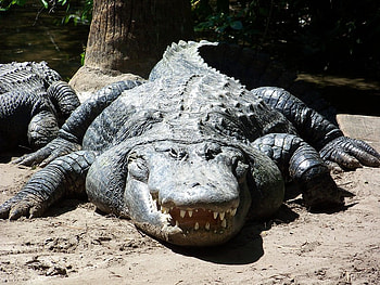 Alli, animal, alligator, wild, biting HD wallpaper
