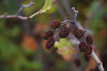 Cones, Macro, Branch, Focus HD wallpaper