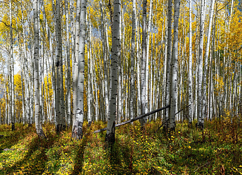 Aspen thicket , Abundant growth, Nature's haven, A dense sanctuary HD wallpaper