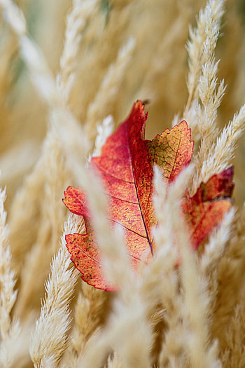 Autumn, Macro, Sheet, Leaf, Ears, Veins, Spikes HD phone wallpaper