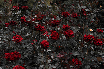 Flowers, Roses, Leaves, Bloom, Flowering, Flower Bed, Flowerbed, Stems HD wallpaper