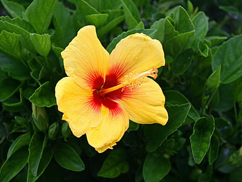 Plants, Flowers HD wallpaper