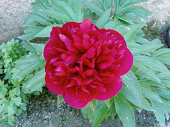 BEAUTIFUL BOZUR FLOWER, leaves, green, red, beauty HD wallpaper