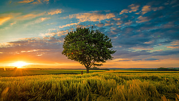 Landscape View Of Tree Branches Farm Field Under Clouds Blue Sky Sunrays Background Nature HD wallpaper