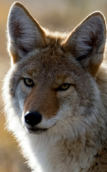 Coyote appstore, Android application, Digital convenience, Mobile usability HD phone wallpaper