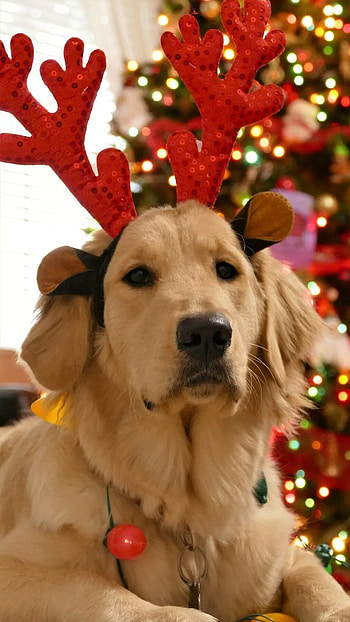 Christmas Dog, Christmas HD phone wallpaper