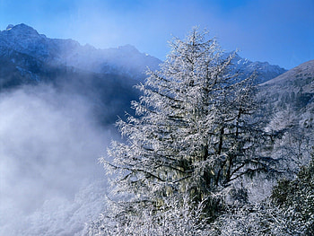 Winter, Nature, Vertex, Top, Fog, Frost, Hoarfrost, Ate, Icicles HD wallpaper