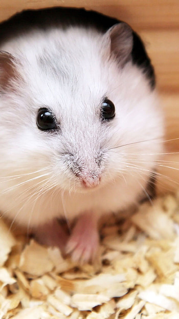 Hamster close-ups, , Fun and vibrant, Hamster backgrounds HD phone wallpaper