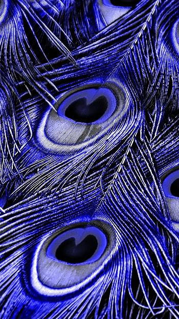 Peacock Feather, Blue Theme, blue, theme HD phone wallpaper