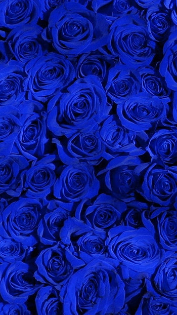 Blue Rose, Blue Pattern, Flower Bouquet, flower, bouquet HD phone wallpaper
