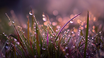 Dew-Kissed Dawn — Nature, nature, dew, grass HD wallpaper