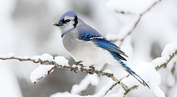 Long-tailed tit, winter, birds, graphy, wild animals, tit, cute, wild, abstract, wildlife, animals, wilderness HD wallpaper
