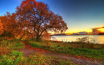 Landscape, Trees, Autumn HD wallpaper