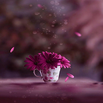 ღ, Flowers, Cup, Purple, Petals HD wallpaper