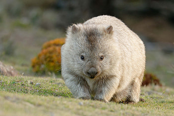 Wombat's cube-shaped poop, Scientific discovery, CNN HD wallpaper
