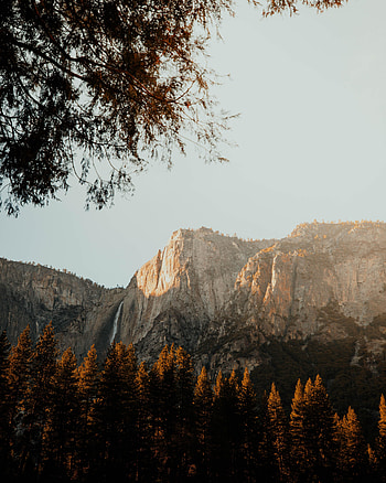 Nature, Trees, Mountains, Vertex, Top, Branches HD phone wallpaper