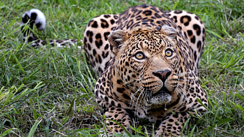 Leopard Stalking , leopard, , cute, cat, hi res HD wallpaper