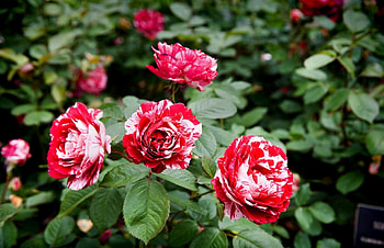 Flowers, Roses, Bush, Garden, Variegated, Mottled HD wallpaper