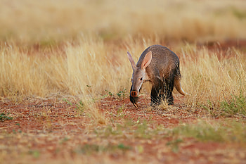 Aardvark , Aardvark themed backgrounds, Captivating aardvark ry, Aardvark in its natural habitat HD wallpaper