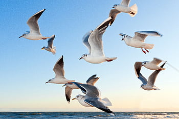A flock of seagulls gracefully flying over the ocean during a beautiful sunset. HD wallpaper