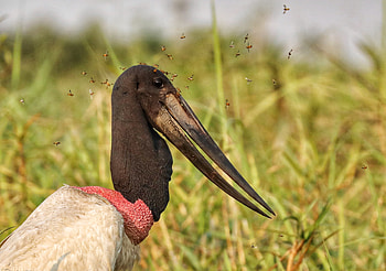 Jabiru, Giant Stork, Backyard Biology, Impressive HD wallpaper
