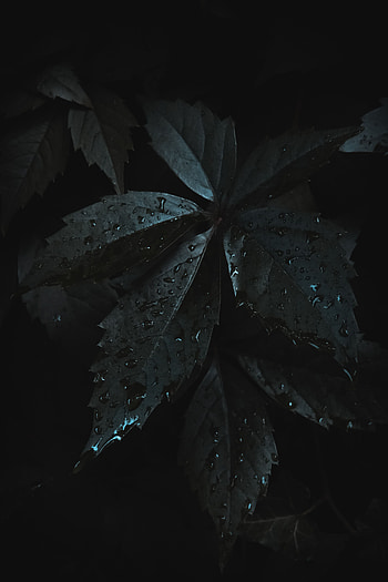 Leaves, Drops, Macro, Dark, Moisture HD phone wallpaper