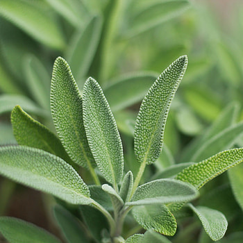 Sage herb, Organic sage, Herb seeds, Organic seeds HD phone wallpaper