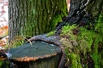 Winter, Nature, Wood, Tree, Moss HD wallpaper