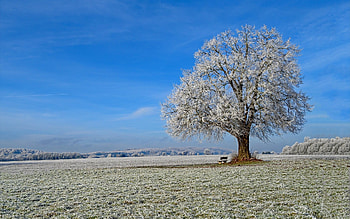 Linden Tree, winter, hoarfrost, tree, field HD wallpaper