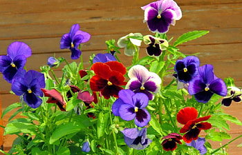 Colorful flowers, colorful, garden, beautiful, nice, tender, pansies, leaves, delicate, pretty, freshness, nature, flowers, violets, lovely HD wallpaper