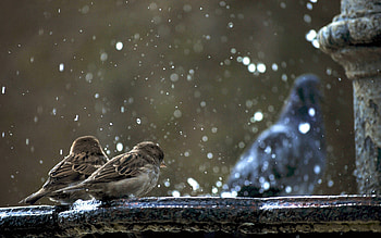 Animals, Winter, Birds, Snow, Couple, Pair, Cold, Sparrows, Survival HD wallpaper