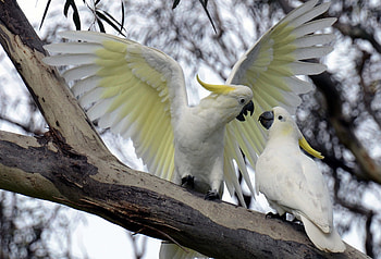 Sulfur-crested beauty, Wild cockatoo, Stunning HD wallpaper