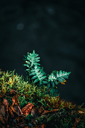 Leaves, Plant, Macro, Fern, Carved HD phone wallpaper