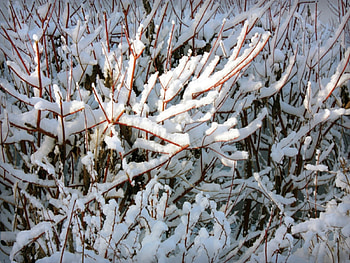 Winter, Trees, Background, Snow HD wallpaper