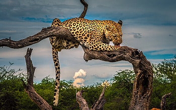 Leopard Licking Paw, leopard, animals HD wallpaper