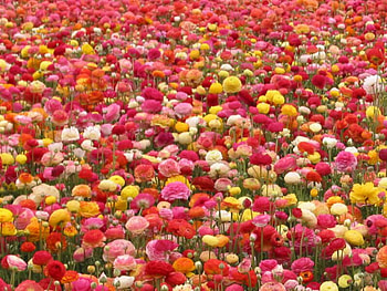 colourful field, colourful, nature, flowers, field HD wallpaper